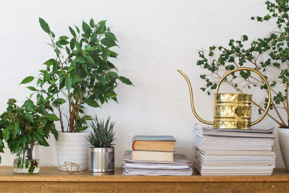 Brighten Your Home This Fall with Our Indoor Plant Guide